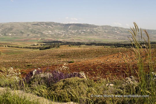 Bekaa-Ebene bei Faraya Weinberg im April