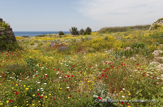 Blumenwiese in Byblos