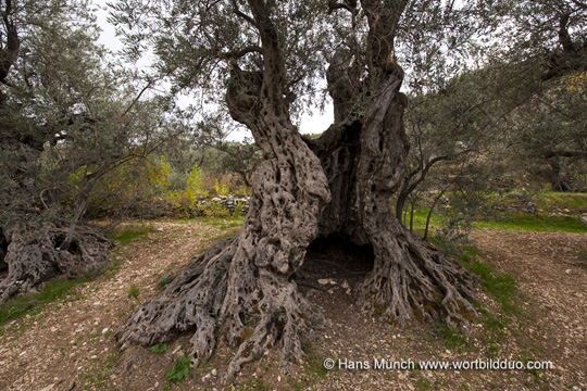 Fragmente eines mehrere Jahrtausende alten Olivenbaumes bei Douma