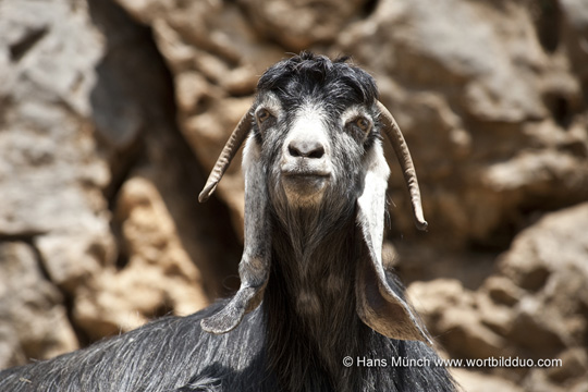 Typische Ziege im Bekaa-Tal