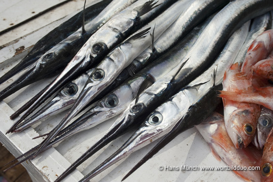 Tripoli El Mina Fische auf dem Markt
