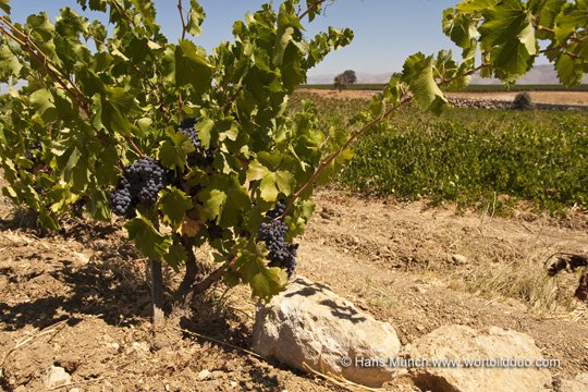 Weinanbau im Bekaa-Tal