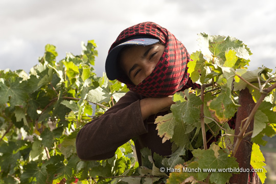 Bei der Weinernte im Bekaa-Tal