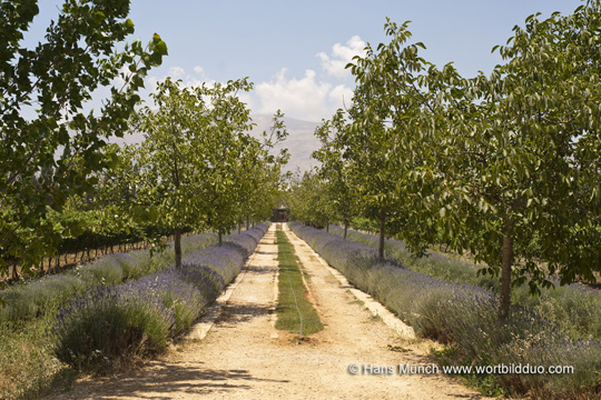 Weingut Massaya