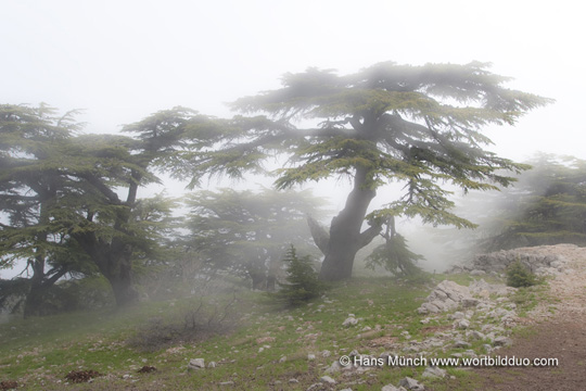 Eine Wolke zieht an einer Zeder im Al-Shouf Reservat vorbei