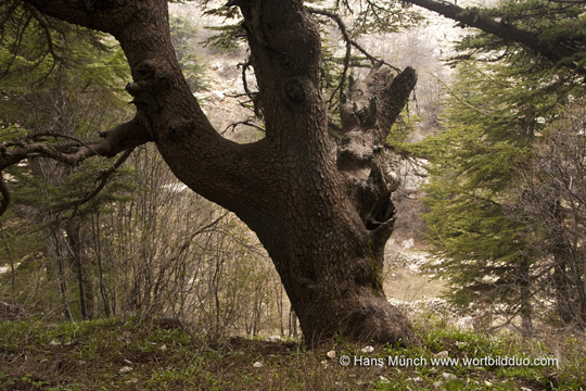 Uralte Zeder im Al-Shouf Reservat