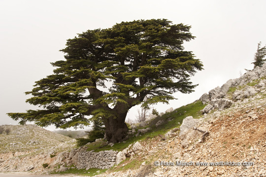 Zeder im Al-Shouf Reservat