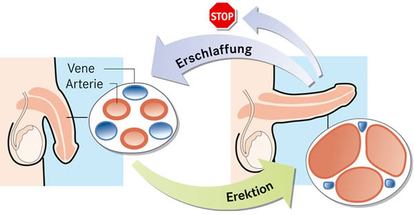 Vardenafil und sildenafil